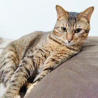 保護から2年、眠る少し前の虎太郎くん（画像提供：まぁ-ﾁｬﾝさん）