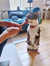 まるでミーアキャット！？ 二足立ちでおやつを食べるしじみさん（画像提供：すずきさん）