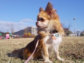 人も犬も大好き！ たくさんの人にかわいがられる、繁殖引退犬のチワワ「チャコ」