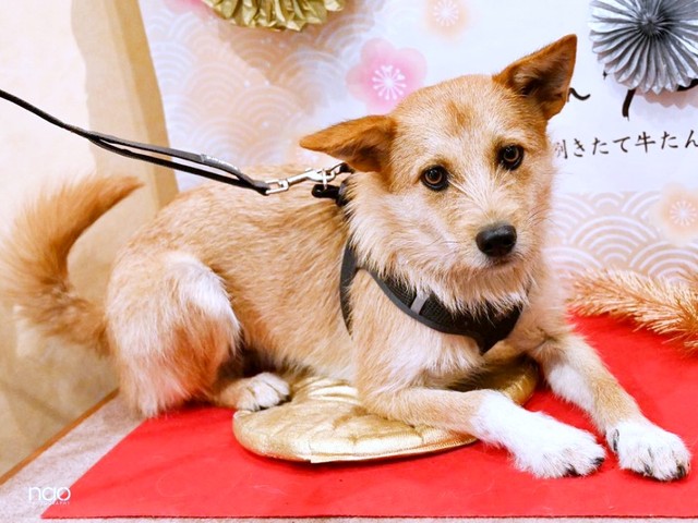 茶色っぽい被毛が素敵なココアくん（画像提供：誠樹ナオさん）