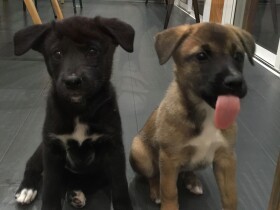 可愛いけれどどのくらい大きくなるの？　野犬の子犬を預かり直面した問題