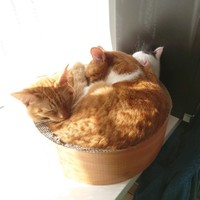 イナリくん（左）が1匹で入っていても、キナコくんラナちゃんが押し寄せてきます。