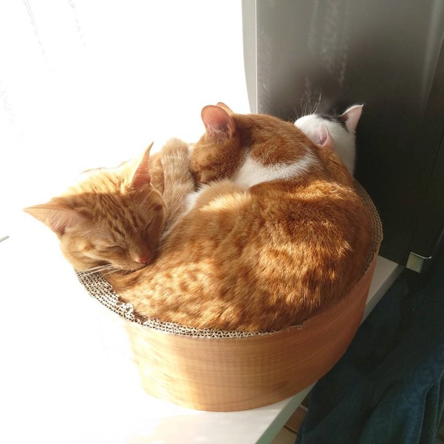 イナリくん（左）が1匹で入っていても、キナコくんラナちゃんが押し寄せてきます。