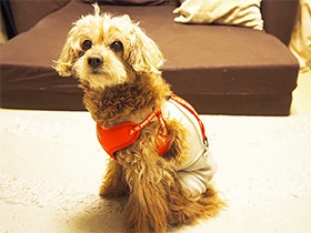 初ハーネスに愛犬ニコニコ　 病気や傷があってもオシャレに！
