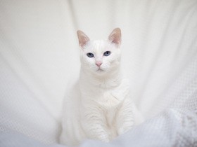 耳が聞こえずケガや迷子も　月日を重ねるほどに深まる、白猫「ネネ」への愛情