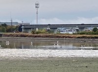 池に現れたコウノトリ（画像提供：なつまきさん）