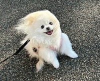 横風に吹かれるこめたくん（画像提供：おこめ屋さん）