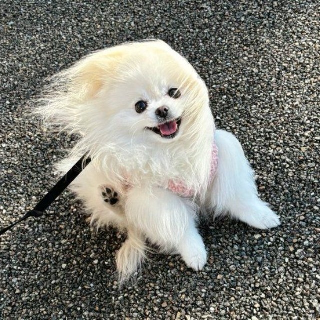 横風に吹かれるこめたくん（画像提供：おこめ屋さん）