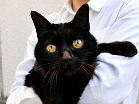 警察署のアイドル猫、「第２の猫生」 新庁舎行けず署員引き取り