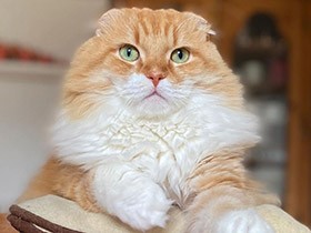 穏やかでのんびり、あま～い魅力を振りまく　スコティッシュフォールド「クッキー」