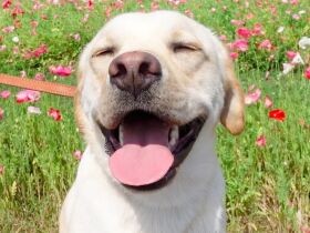 ポピーをバックにかわいいほにゃら笑顔　ラブラドール・レトリーバ―「のんのん」