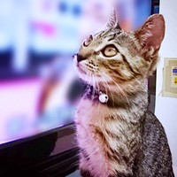 1歳半、おうちでのびのびと過ごす茶さん（画像提供：MERRY and BRIGHTさん）