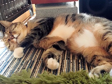 地元か都会か…進路に迷う私の背中を押したのは猫だった