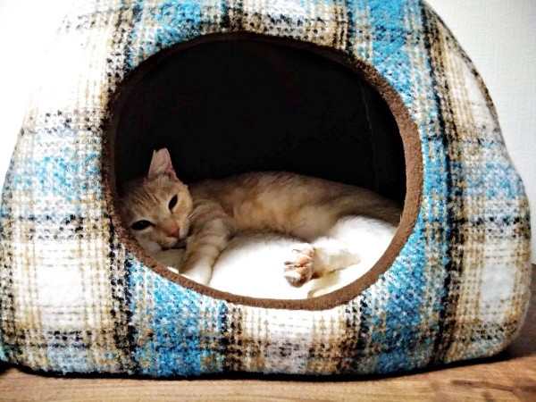 猫ベッドでのんびり過ごせるようになったアメリちゃん（画像提供：cittaちゃん）