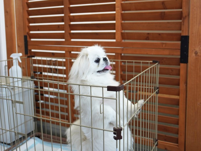 犬が落ち着かない場合は運動不足。思い切り遊ぶ時間をつくろう（写真はイメージ）