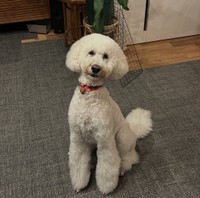 海辺に住むゴールデン・ドゥードルの福ちゃん（提供：＠fuku.fukudogさん）
