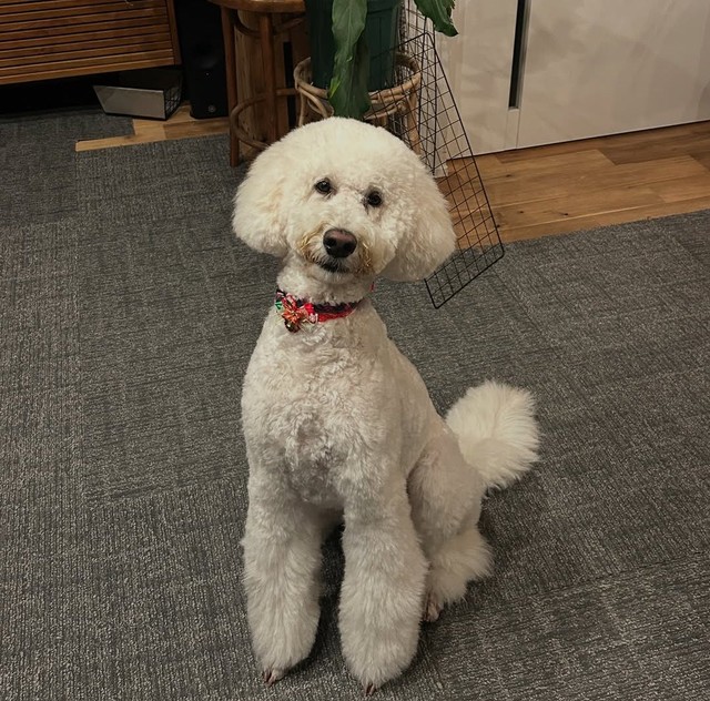 海辺に住むゴールデン・ドゥードルの福ちゃん（提供：＠fuku.fukudogさん）
