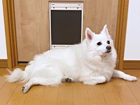 「開けられ待ち」をするスノちゃん（画像提供：いのさん）