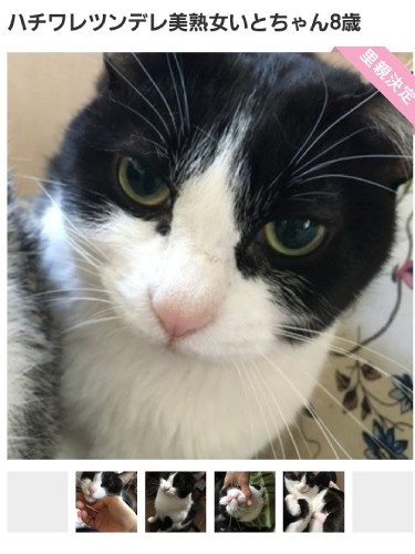 なみさんがペットサイトで見つけた写真。「おとなの猫」を探しはじめてすぐに心ひかれ、連絡したそう（なみさん提供）