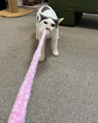 飼い主さんと引っ張りっこするトルテくん（画像提供：トルぽたさん）