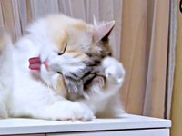 再び、頭に前足を伸ばすと、同時に舌もペロッと出ためるちゃん（画像提供：めるちゃんだよさん）