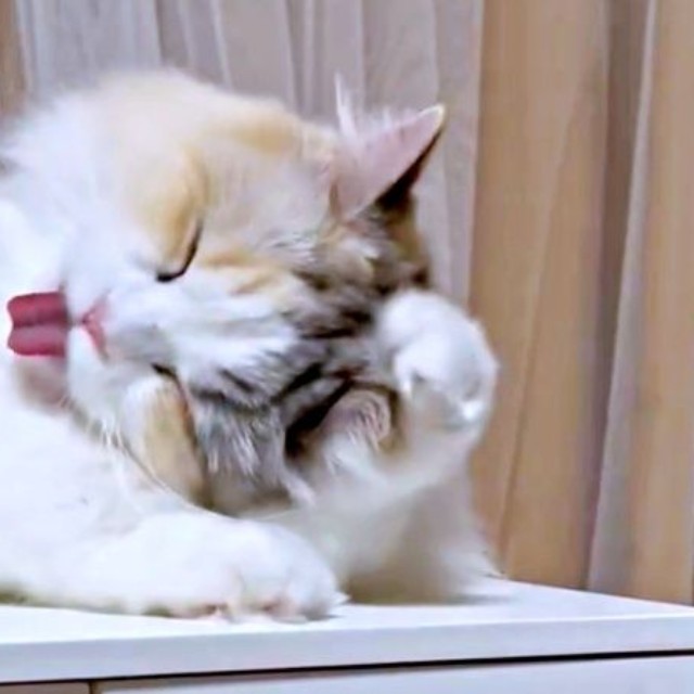 再び、頭に前足を伸ばすと、同時に舌もペロッと出ためるちゃん（画像提供：めるちゃんだよさん）