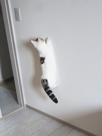 子猫の頃からネコセミの素質はあったシロップちゃん（提供：シロップがあらわれたさん）