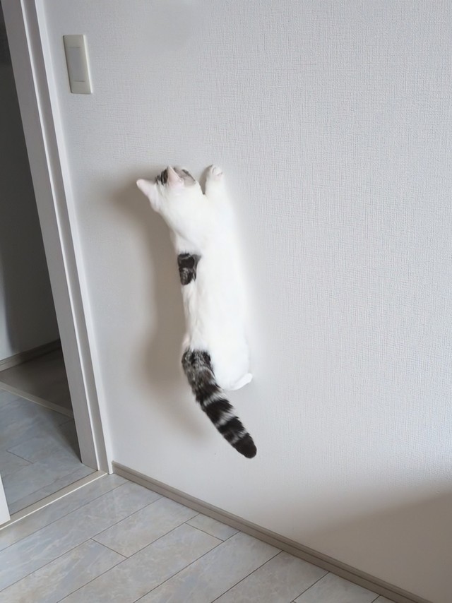 子猫の頃からネコセミの素質はあったシロップちゃん（提供：シロップがあらわれたさん）