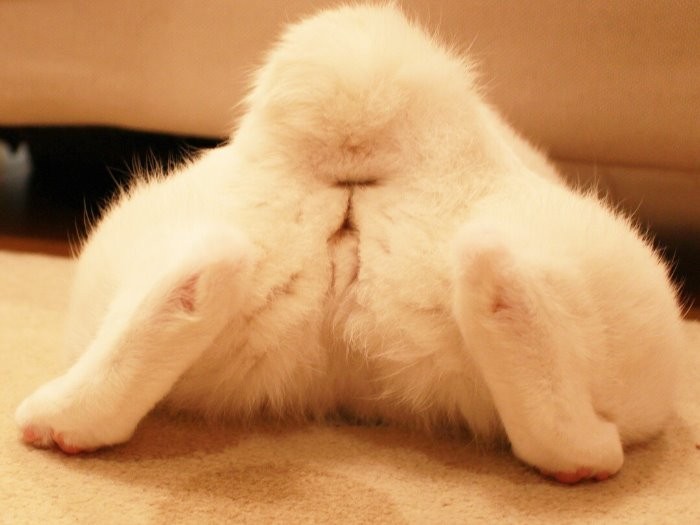 ボブテイルなの…（maiさん提供）