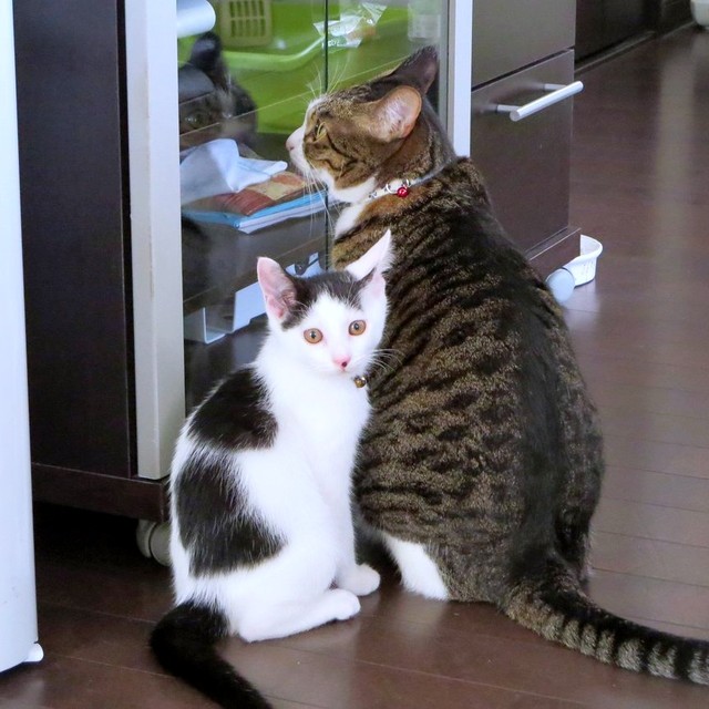 仲良くニャルソック！ （左から）ばんちゃんと先住猫のちーちゃん（画像提供：ふぅさん）