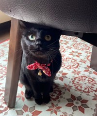 椅子の下から「ばあ！」とするトトちゃん