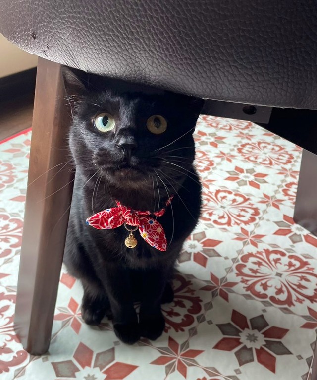 椅子の下から「ばあ！」とするトトちゃん