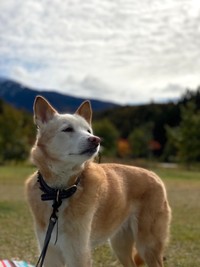 「虹色犬」零ちゃん。保健所に収容されていたところを保護シェルターのスタッフに保護され、生後４ヶ月頃にLUSH DOG Rei&Ikedaさんのお家に迎えられたそうです（提供：LUSH DOG Rei&Ikedaさん @lush_dog）