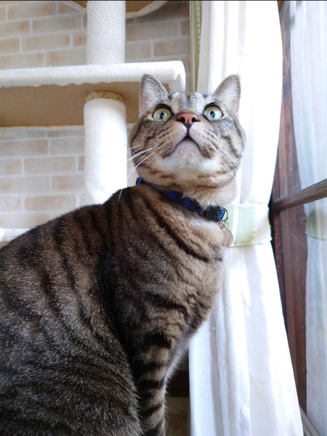 凛々しいでしょ？＝gatita_himawariさん提供