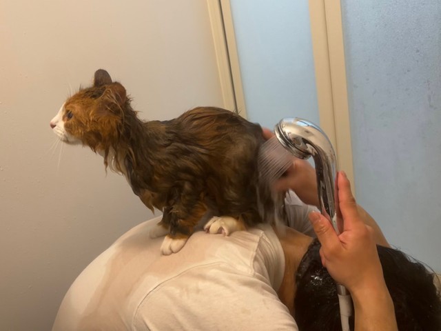 自分のことのように思ってしまう方も多いのでは…（麦とろろさん提供）