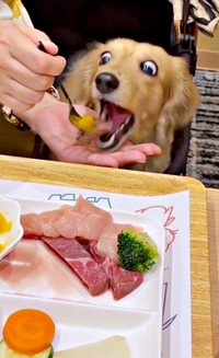 おめめまん丸、大きく口を開けて食べるきなこちゃん（画像提供：きなこ【Mダックスフンド】さん）
