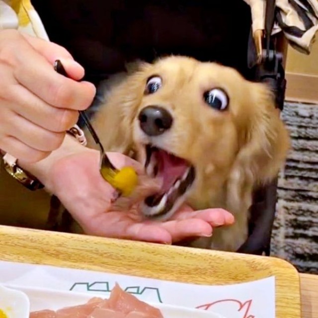 おめめまん丸、大きく口を開けて食べるきなこちゃん（画像提供：きなこ【Mダックスフンド】さん）