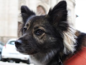 【雑種犬図鑑.４】飼育放棄された母犬、世界を巡る旅犬に！　飾り毛が素敵な「なな」