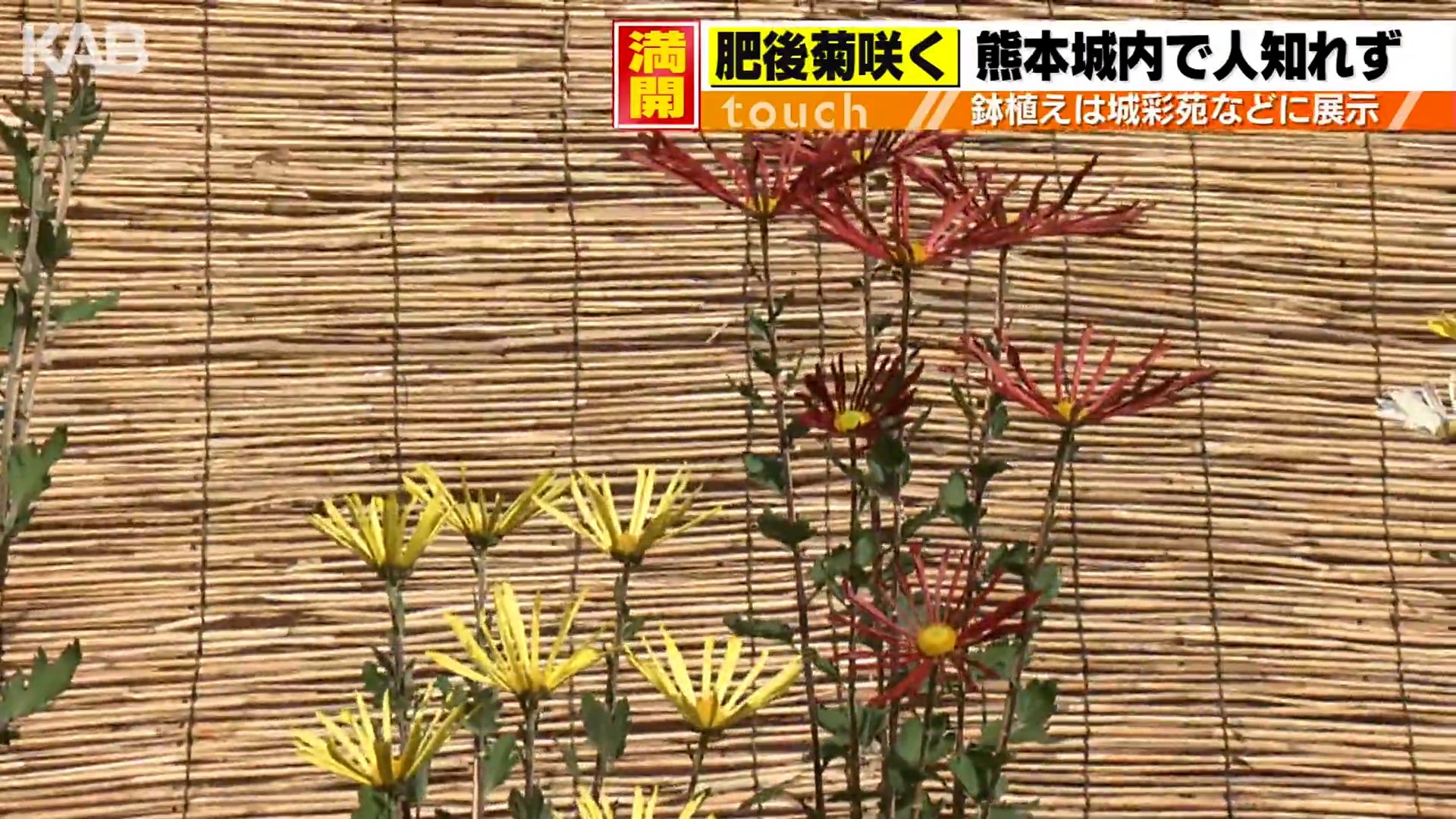 肥後六花のひとつ「肥後菊」満開 200年以上受け継がれる作法 | KAB ONLINE