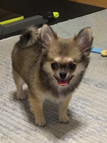 家にきたころの「ひまわり」

