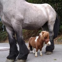 ドイツの馬、世界最小サイズに認定