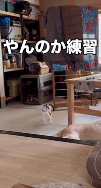 やんのか！やんのか！（moze_labradorさん提供、Instagramよりキャプチャ撮影）