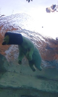 ガラス越しにのぞくと空を飛んでいるようにも見えるバニラ