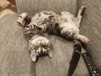 ソファでくつろぐこめちゃん（提供：こめさん）