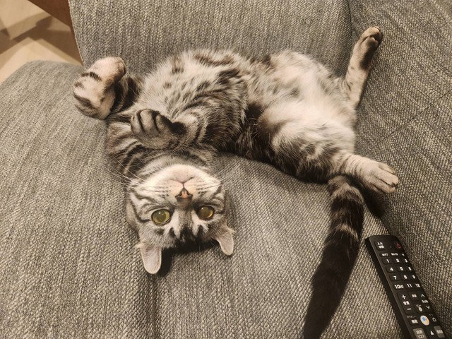 ソファでくつろぐこめちゃん（提供：こめさん）