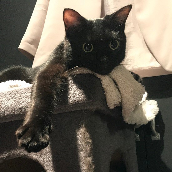 やんちゃで元気なカイザ「僕と会う前ママは体をこわしたけど今は大丈夫。猫パワーを送ったんだ」（典佳さん提供）