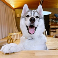 もう食べたのに…キッチンから家族のごはんを見つめるサムくん（画像提供：sumくん）