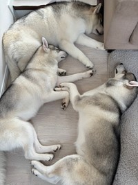 「ラフにくっついて寝たいルースとロロ」（提供：husky_lalalaughさん）