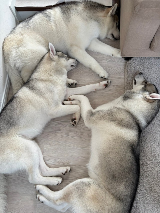 「ラフにくっついて寝たいルースとロロ」（提供：husky_lalalaughさん）