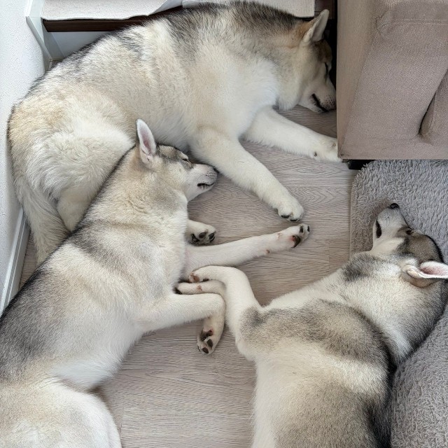 「ラフにくっついて寝たいルースとロロ」（提供：husky_lalalaughさん）